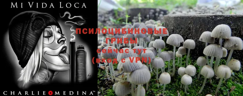 omg ссылки  цены   Артёмовск  Галлюциногенные грибы Psilocybine cubensis 